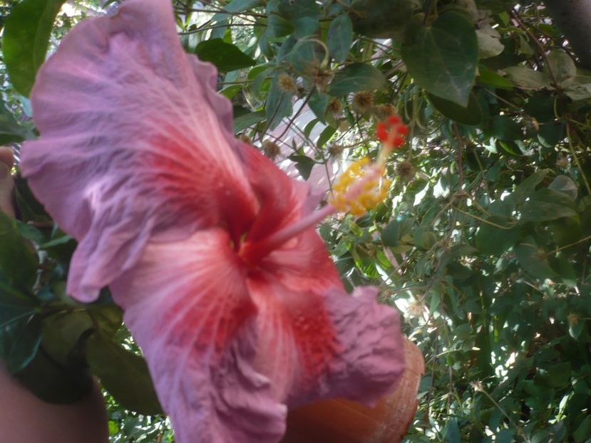 08.09.2020 - HIBISCUSI 2020-4