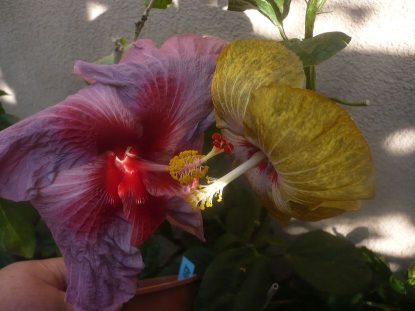 P1460310 - HIBISCUSI 2020-4