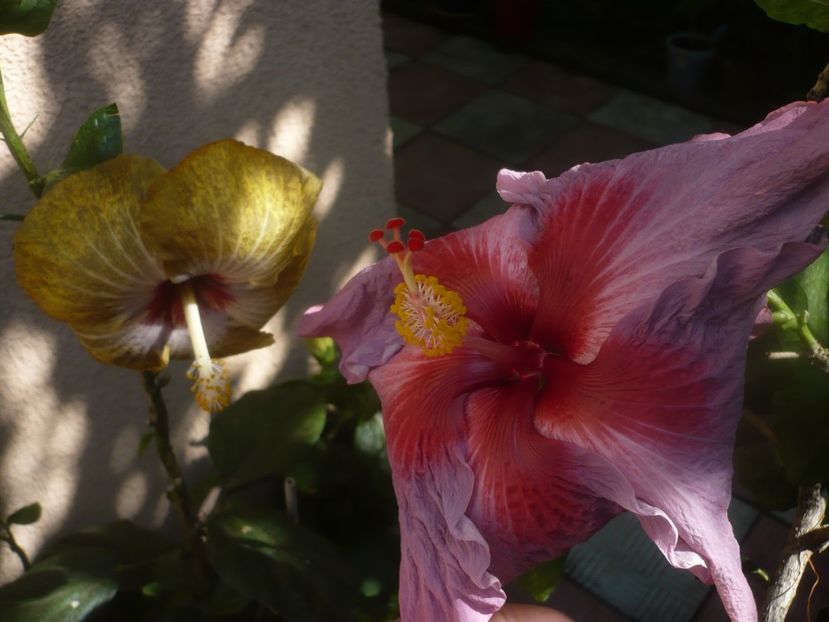 P1460311 - HIBISCUSI 2020-4