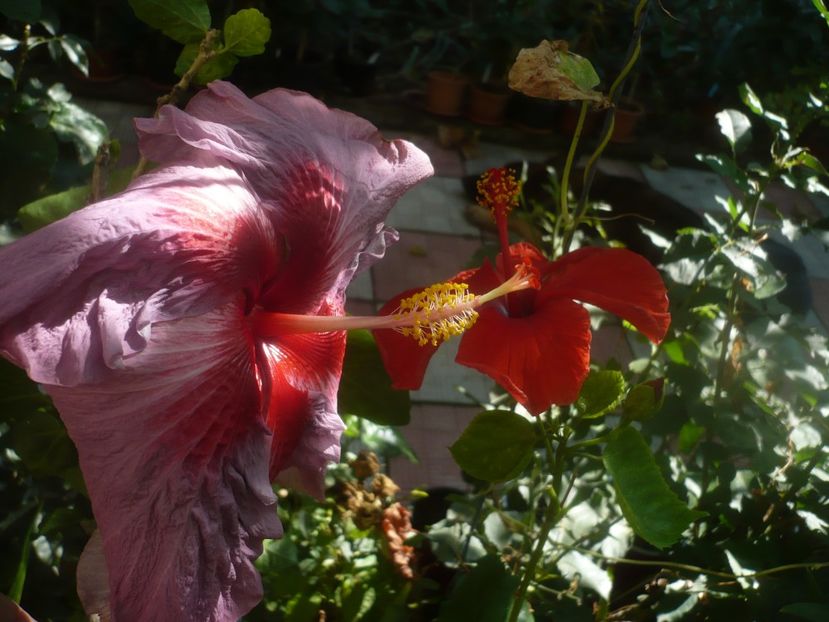 P1460312 - HIBISCUSI 2020-4