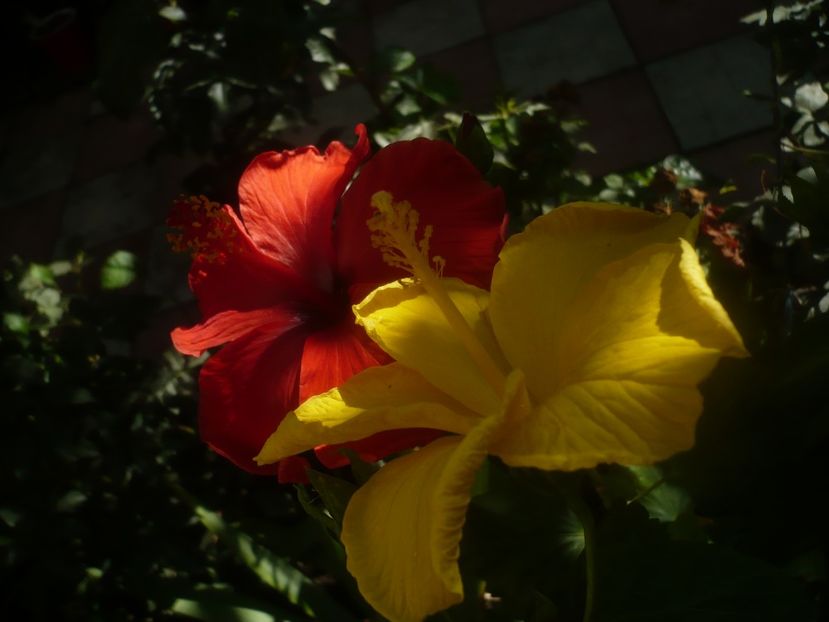 P1460314 - HIBISCUSI 2020-4