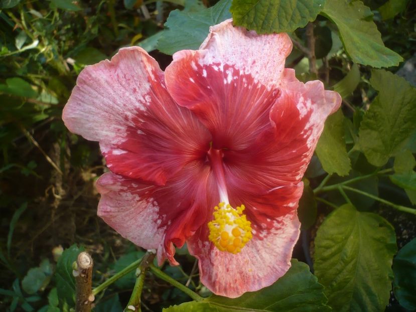 P1460315 - HIBISCUSI 2020-4