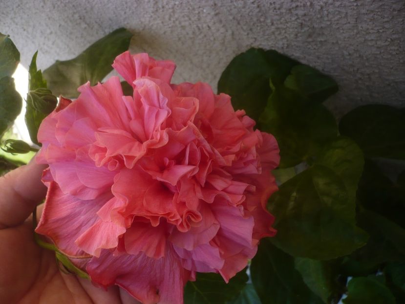 P1460316 - HIBISCUSI 2020-4