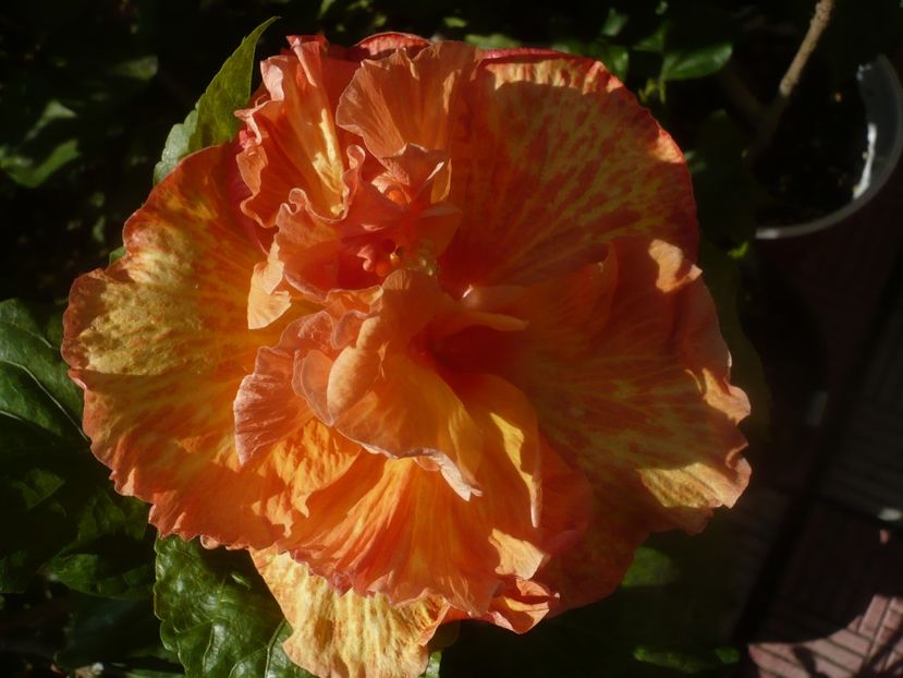 P1460317 - HIBISCUSI 2020-4