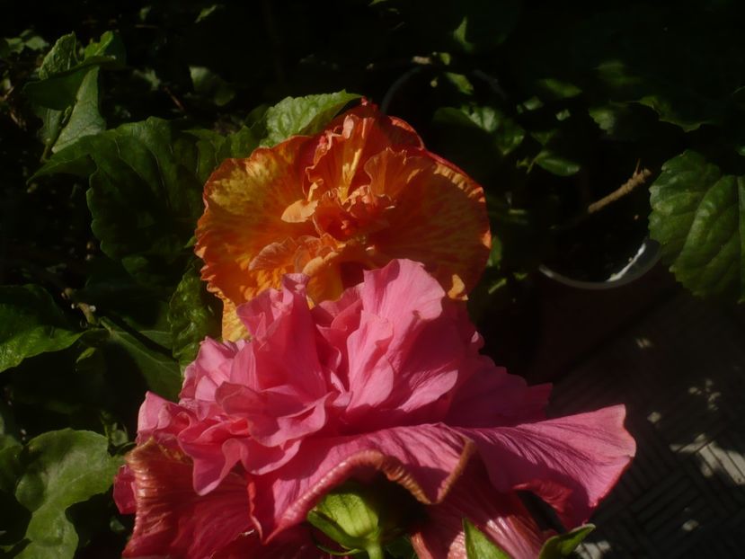 P1460318 - HIBISCUSI 2020-4