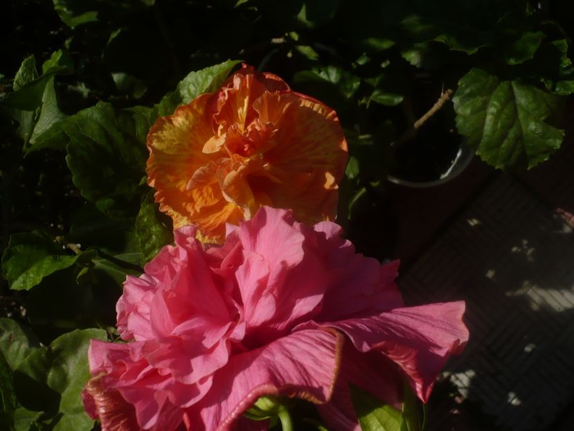 P1460319 - HIBISCUSI 2020-4