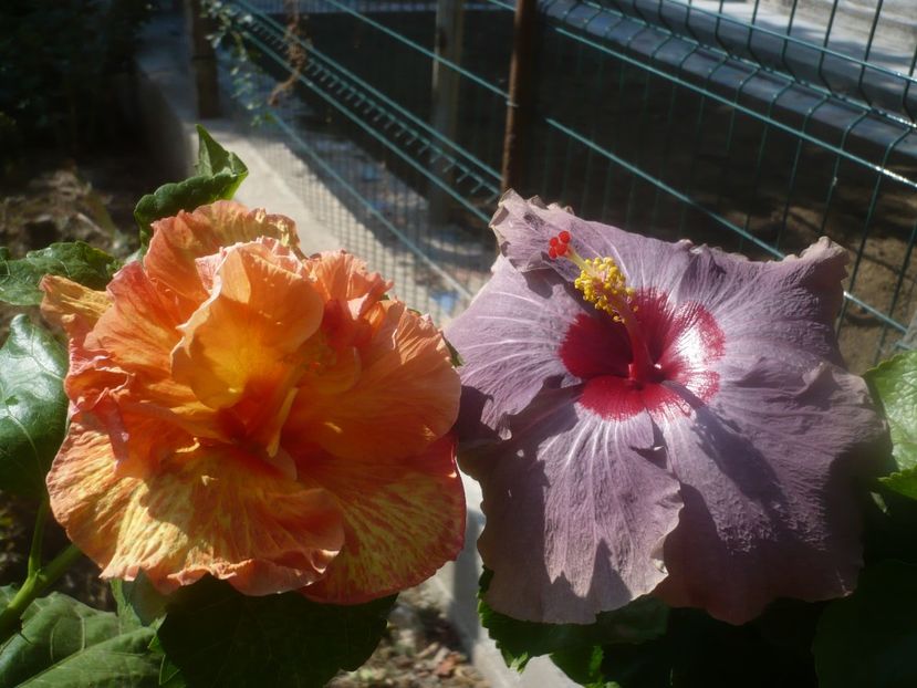 P1460320 - HIBISCUSI 2020-4