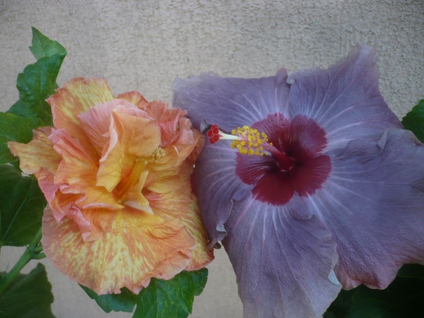 P1460322 - HIBISCUSI 2020-4