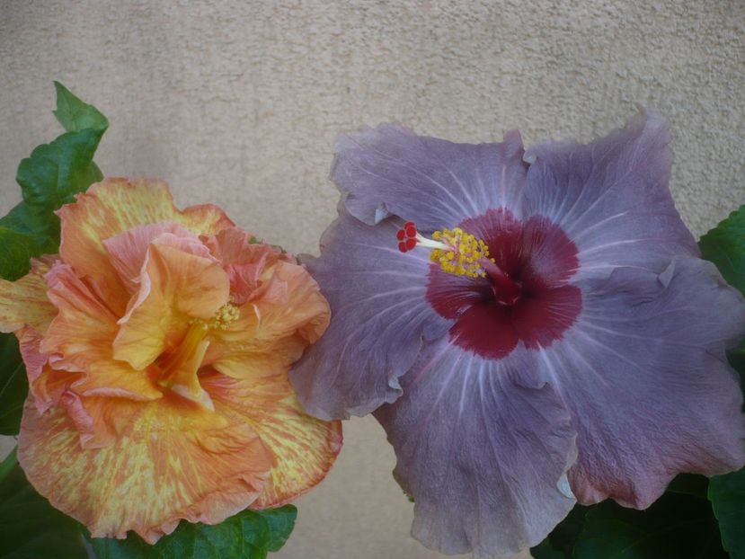 P1460324 - HIBISCUSI 2020-4