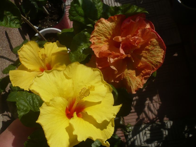 P1460325 - HIBISCUSI 2020-4