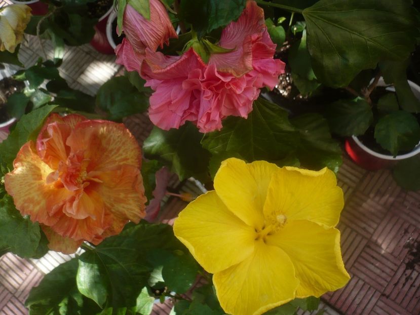 P1460328 - HIBISCUSI 2020-4