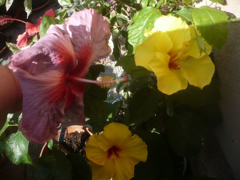 P1460335 - HIBISCUSI 2020-4