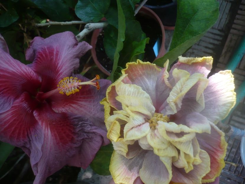 P1460338 - HIBISCUSI 2020-4