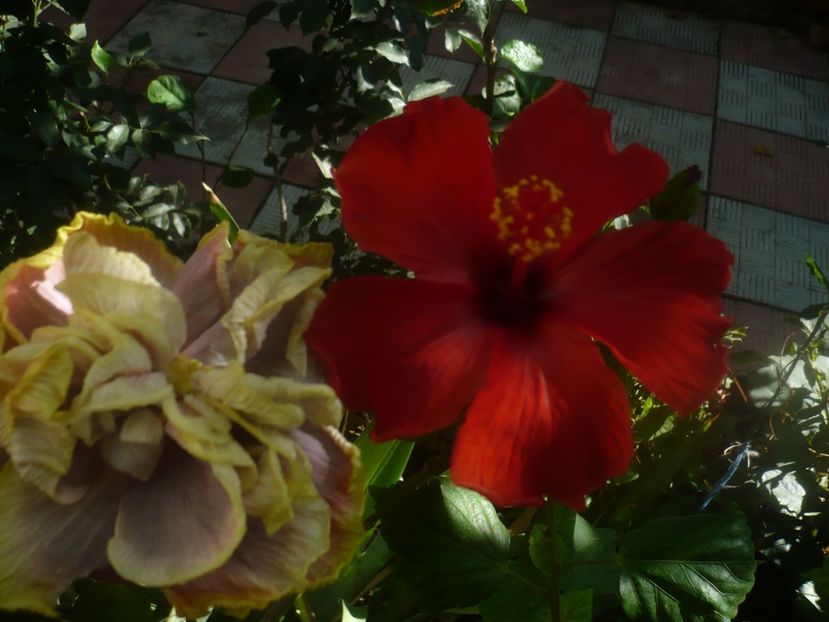 P1460340 - HIBISCUSI 2020-4