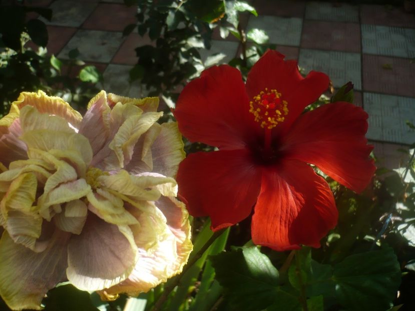 P1460341 - HIBISCUSI 2020-4