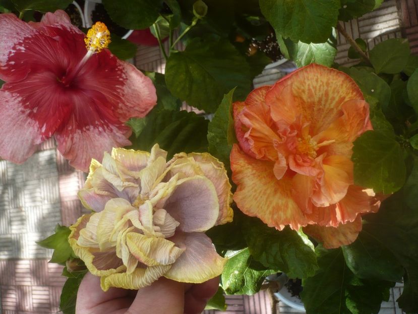 P1460344 - HIBISCUSI 2020-4