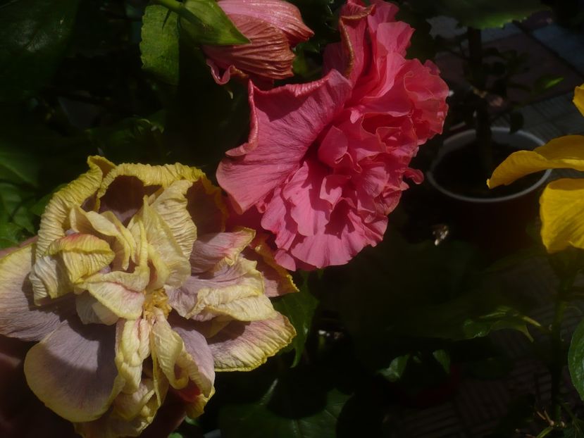 P1460345 - HIBISCUSI 2020-4