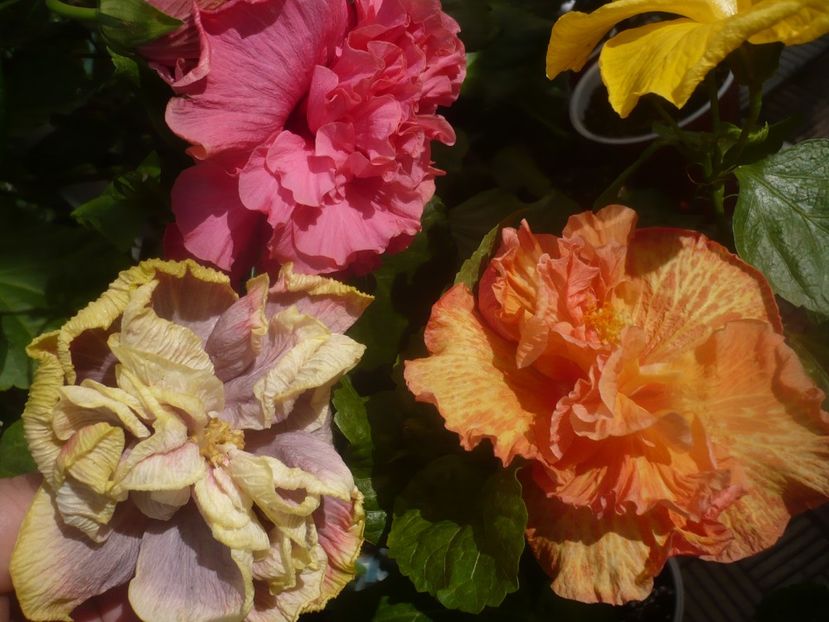 P1460347 - HIBISCUSI 2020-4