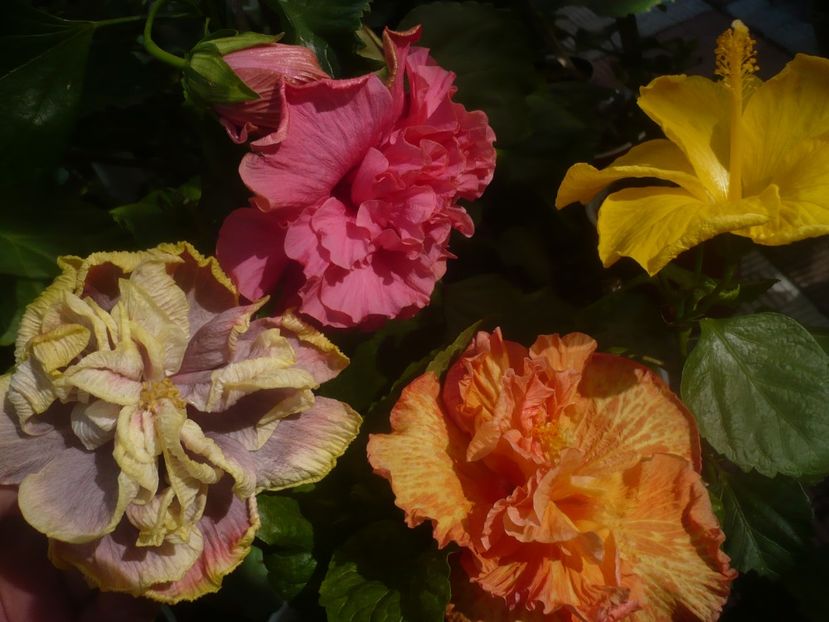 P1460349 - HIBISCUSI 2020-4