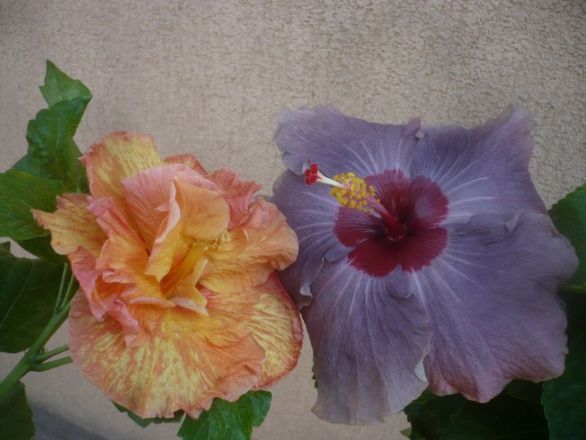 P1460321 - DPs Blue Metal