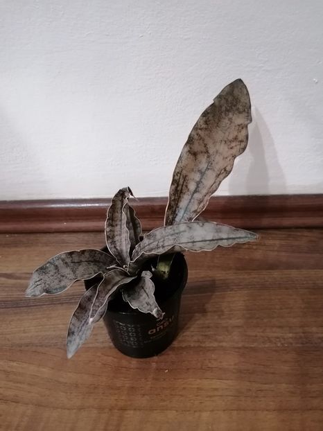 Sansevieria star canyon granite - Sansevieria