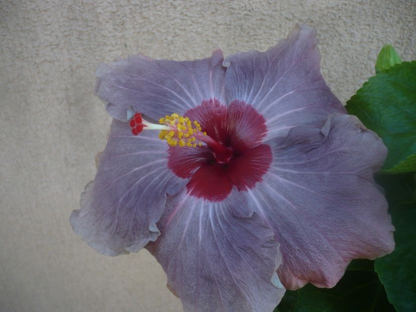 P1460323 - DPs Blue Metal