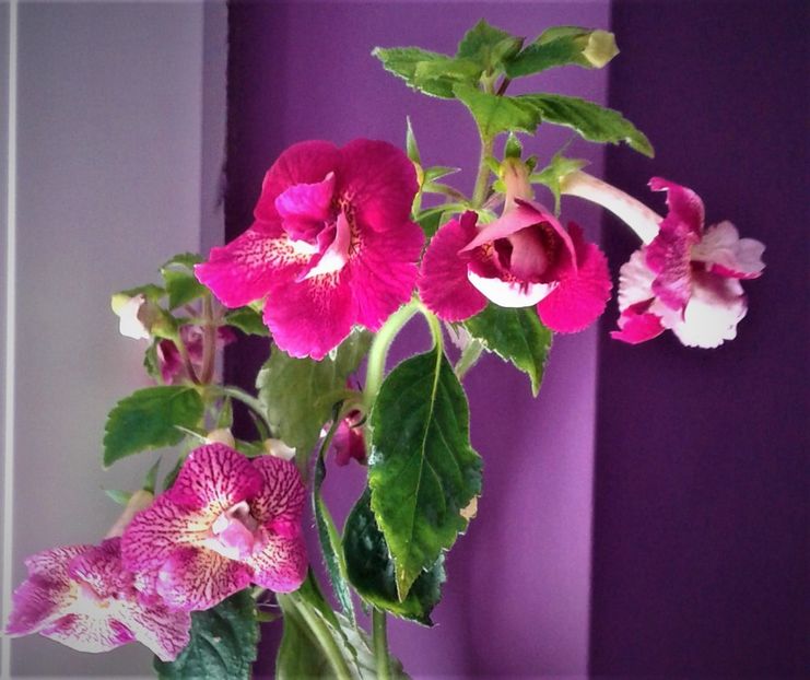  - 0000 ACHIMENES