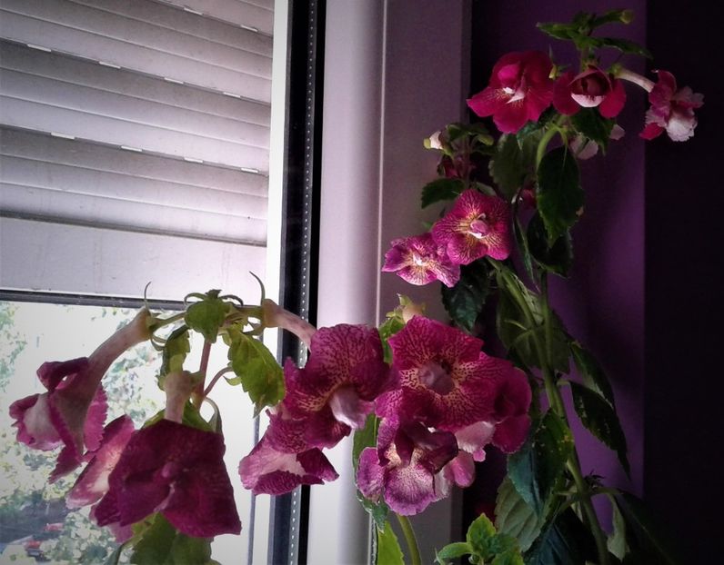  - 0000 ACHIMENES