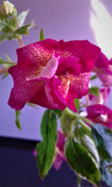  - 0000 ACHIMENES