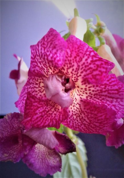  - 0000 ACHIMENES