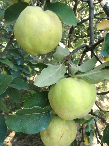 Moldovenesti - O ALTA PASIUNE