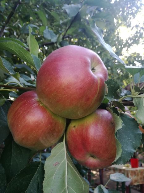 Ionatan - O ALTA PASIUNE