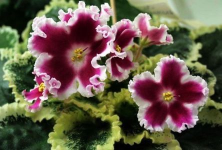 LE Karusel - AAA Provizoriu