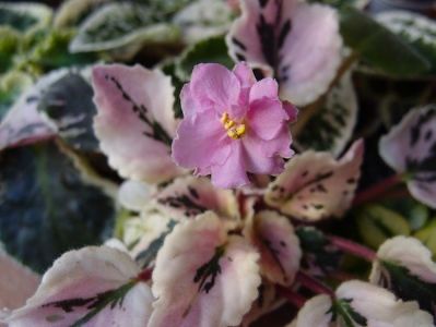 Cherokee Trail poza net - AAA Provizoriu