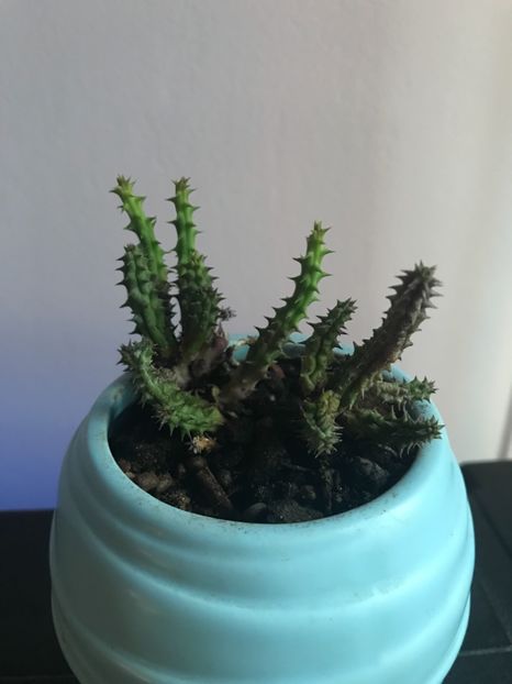 Huernia - Cactusi si suculente