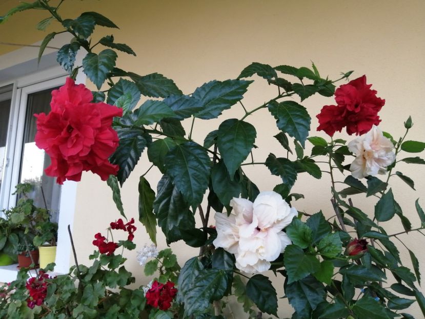  - Balsam pentru suflet