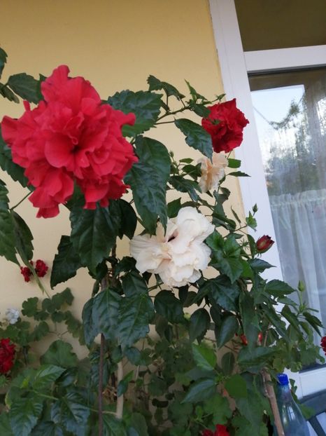  - Balsam pentru suflet