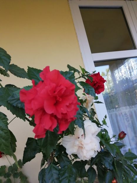  - Balsam pentru suflet