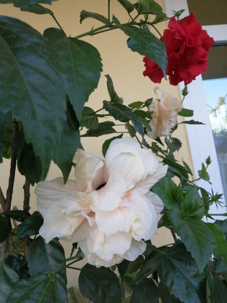  - Balsam pentru suflet