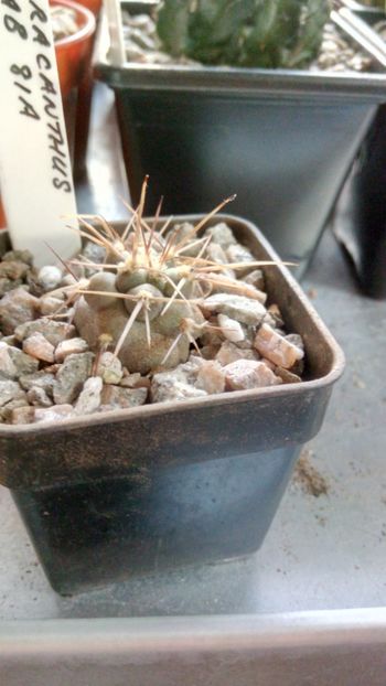 T. aoracanthus KAB81A - Tephrocactus