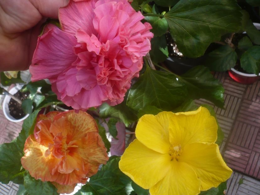 P1460329 - Roz dublu