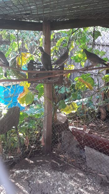  - PORUMBEI SALBATICI CALATORI nu mai dețin