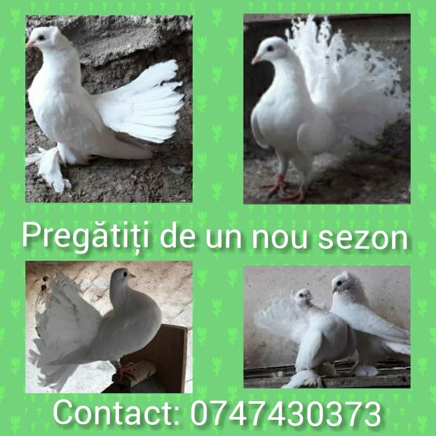 Porumbei albi pentru poze Mehedinți - Porumbei pentru nuntă Drobeta Turnu Severin Mehedinți
