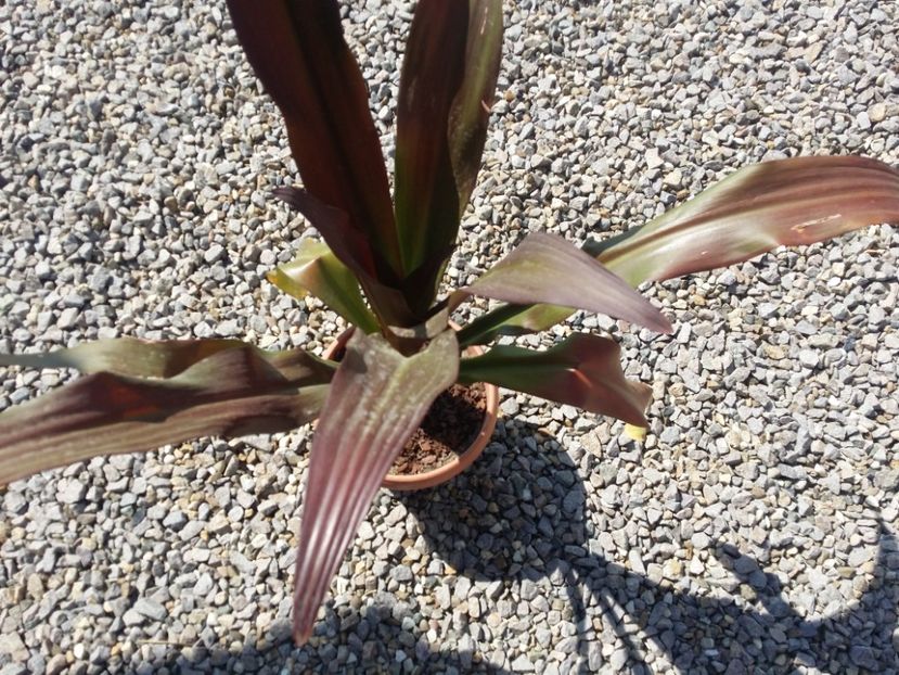  - plantutele mele