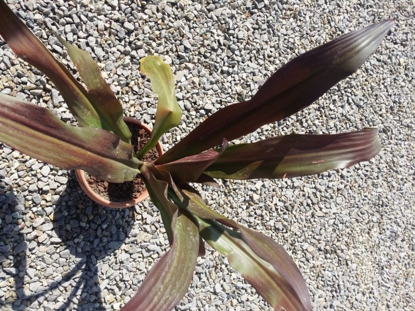  - plantutele mele