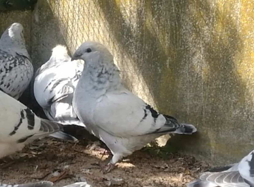 PL20-JRS 48 - g- MLODE-2020 - Youth