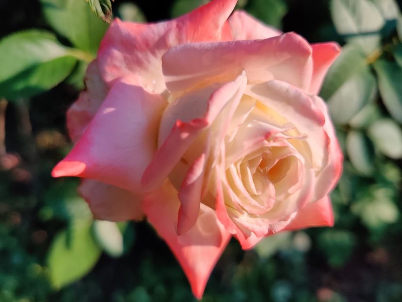 Alb cu marginea roz - Trandafiri