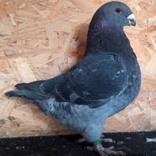  - 3---AGH DAȚI 2019 - 2025