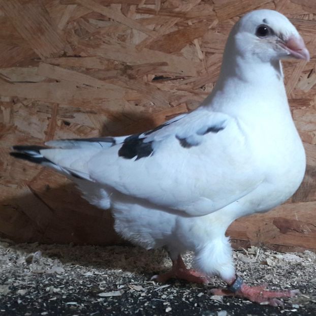  - 3---AGH DAȚI 2019 - 2025