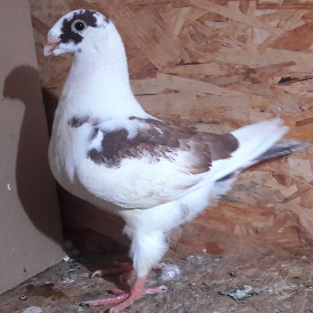  - 3---AGH DAȚI 2019 - 2025